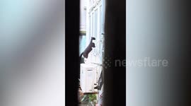 Impatient pet cat aggressively scratches window to call owner's attention in Myanmar