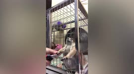 Adorable pet prairie dog holds arms out of cage so owner can clip his nails