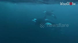 Breathtaking footage shows diver swimming with orcas and humpback whale