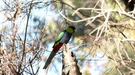 Brilliant Red-capped Parrots at their nest in a tree hollow – bothered by Honeybees.