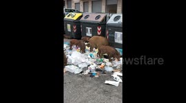 Wild boar ransack Rome as rubbish overflows onto city streets