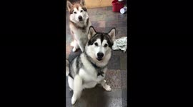 My Alaskan Malamutes love my buckwheat pancakes so much they will happily do tricks