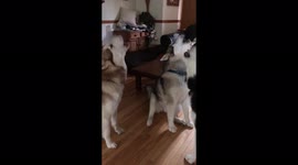 My Alaskan Malamutes watch themselves on video and start a Howling Chain Reaction