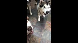 My Alaskan Malamutes are working dogs who will twizzle for treats