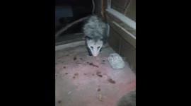 We call him Piper