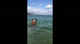 Sporty dog shows that he can swim by hitting the ocean to get his ball back!