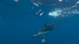 Curious Pacific White-Sided Dolphins Look Right At The Camera Off The Coast Of Newport Beach California
