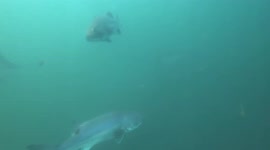 Endangered Giant Sea Bass Rare Footage in Newport Beach Underwater ROV