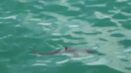Baby Great White Shark Off The Coast Of Newport Beach Viewed On Whale Watching Cruise