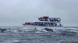 Giving life a porpoise: hundreds of dolphins stampede next to California boat