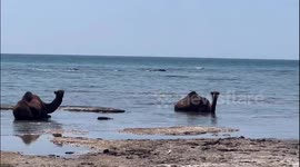 Camels lay in water to save themselves from the heat in Aktau, Kazakhstan
