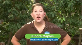 Meet the Largest Parrots in the World