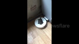 Cute turtle climbs on a robot vacuum but is not up for the ride