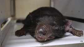 Heartwarming tale of Tasmanian devil getting a pacemaker
