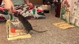 When rats play basketball