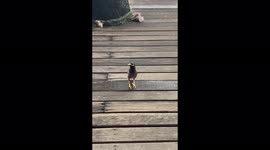 Bird on the island of Koh Chang in Thailand makes funny and unique sounds