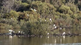 Breeding Australian White Ibises squabbling and struggling to collect nesting material