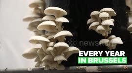Green Heroes: Mushrooms being grown in a creative way