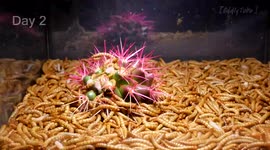 Prickly cactus is no match for 10,000 mealworms