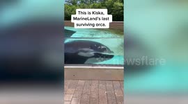 Harrowing footage shows 'world's loneliest orca' circling its tank and thrashing water after surviving friends and kids