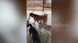 Reliable 'neat freak’ pet dog helps owner keep animal shelter clean in Myanmar