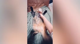 Pet cat falls asleep while having tummy rubbed in Japan