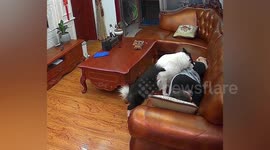 Devious dog steals money from sleeping owner's pocket