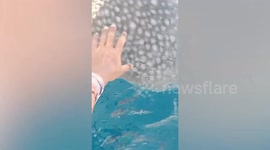 Friendly whale shark approaches fisherman and allows himself to be stroked