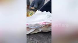 Wild snake stuck in sticky mouse trap rescued in Thailand