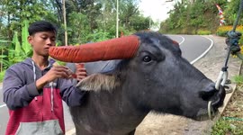 A man is painting a buffalo's horn in North Toraja, South Sulawesi, Indonesia, on August 17, 2022.