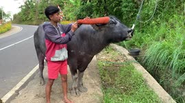 A man is painting a buffalo's horn in North Toraja, South Sulawesi, Indonesia, on August 17, 2022.