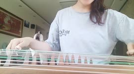 Singing Husky dog provides amusing backing vocals as owner plucks harp-like guzheng instrument
