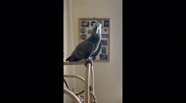 Excited parrot can't stop saying the word 'Peekaboo' after learning it recently