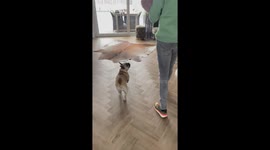 Frenchie having a hard time keeping her excitement in check while meeting her new pal