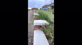 Adorable dog shows off tremendous speed while doing parkour