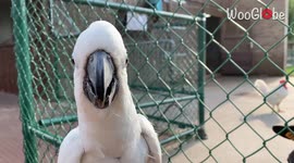 Get me away from this weird animal, mommy!' Cute parrot left scared & anxious after seeing goat from up close
