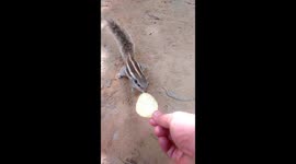 Aww moment recorded of poor squirrel's treat being grabbed by naughty crow and came back again to have another treat