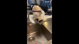Crazy cat attacks and tries biting its owner to show him who's the boss