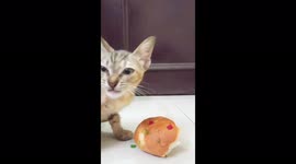 Watch this poor disabled kitten eating sweet buns in an unusual funny way