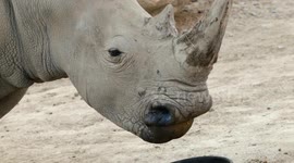 Rhino Diets Are Very Important And Here’s Why!