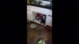 One of my puppies fell asleep under the kitchen sink and was acting really cute and funny love my dogs.