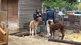 Alpacas get treats from staff at Vauxhall City Farm amid rain and thunder after the heatwave