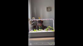 French bulldog grows veggies  in a smart garden, watch the plants grow from start to finish