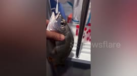 Chinese city orders live fish to be tested for COVID-19