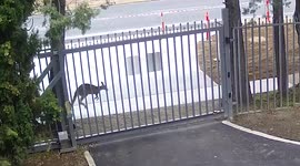 Kangaroo attacks Russian embassy gates in Australia