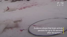 Undercover animal rights activist exposes goose farm's alleged cruel killing methods in Russia