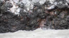 ITBP officials rescue stranded pet dog of homestay owner in northern India