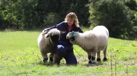 Cancer patient has unusual way to cope with her treatment - therapy sheep worth £14k