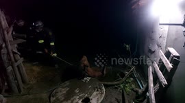 Pregnant horse rescued after slipping into narrow septic tank in Thailand