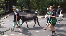 Donkeys Amber and Jinny take a walk about Vauxhall on Wednesday afternoon